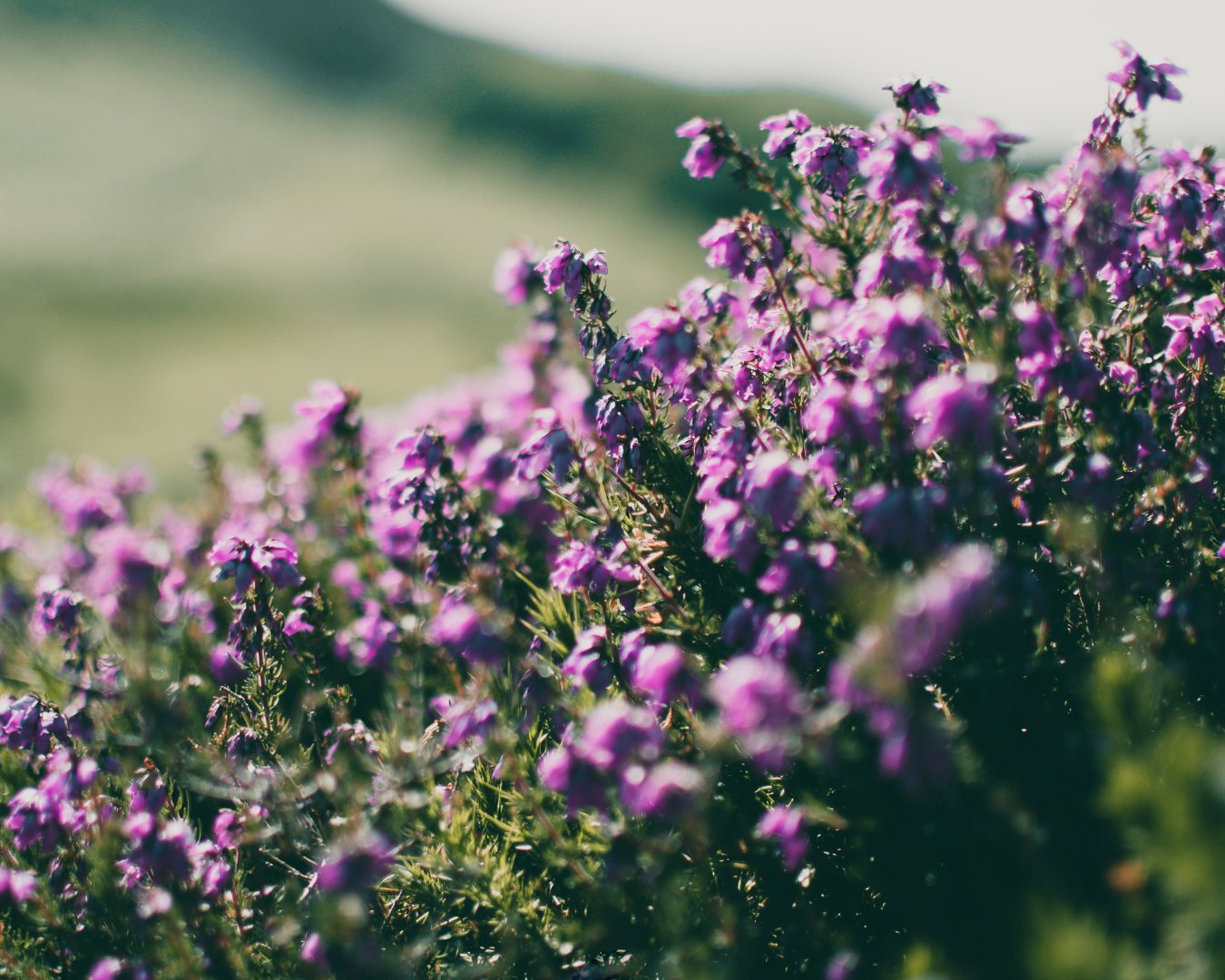 Breckenridge Wildflower Week events for Friday July 3, 2026 